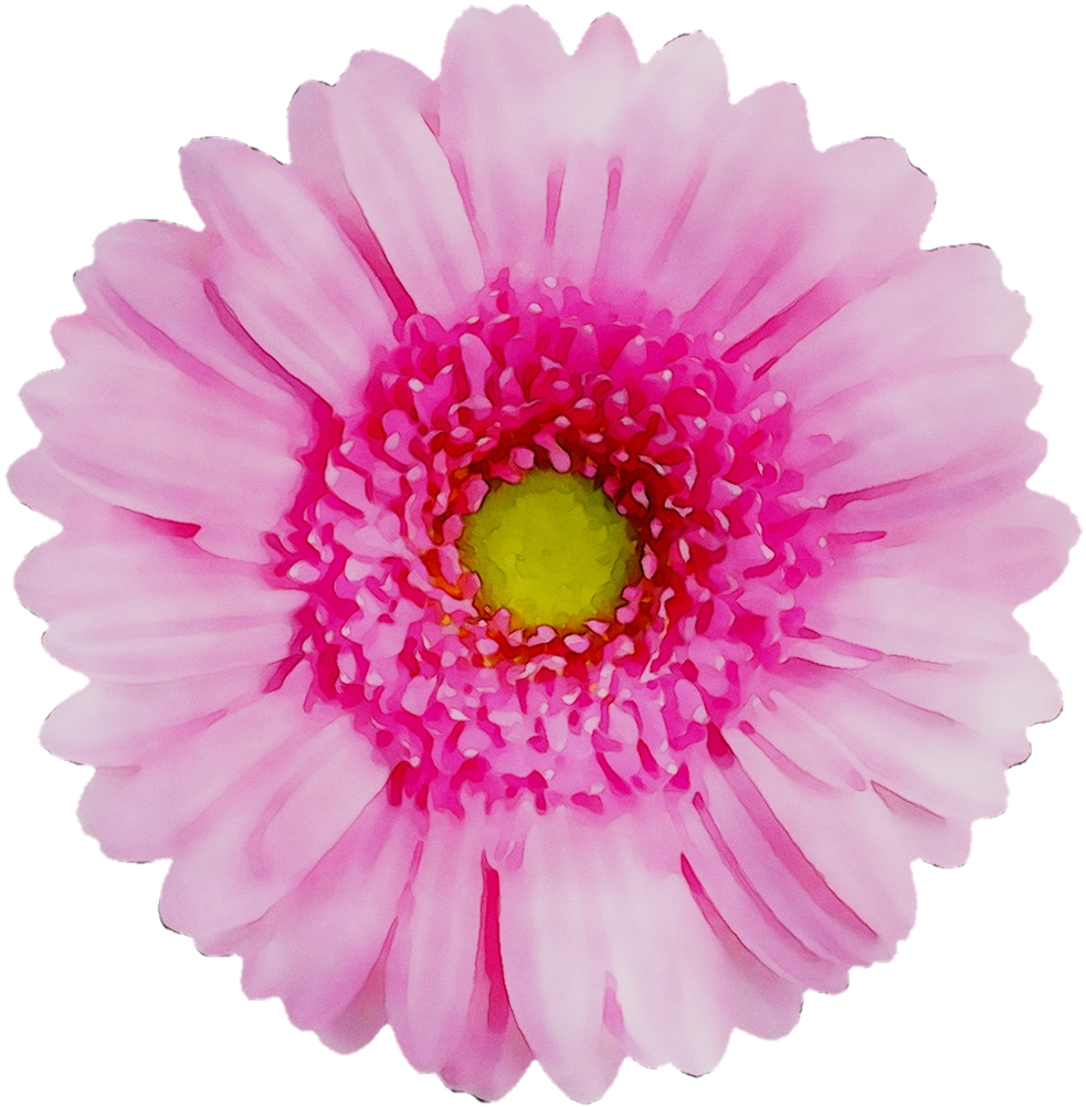 Chrysanthème, Marguerite du Transvaal