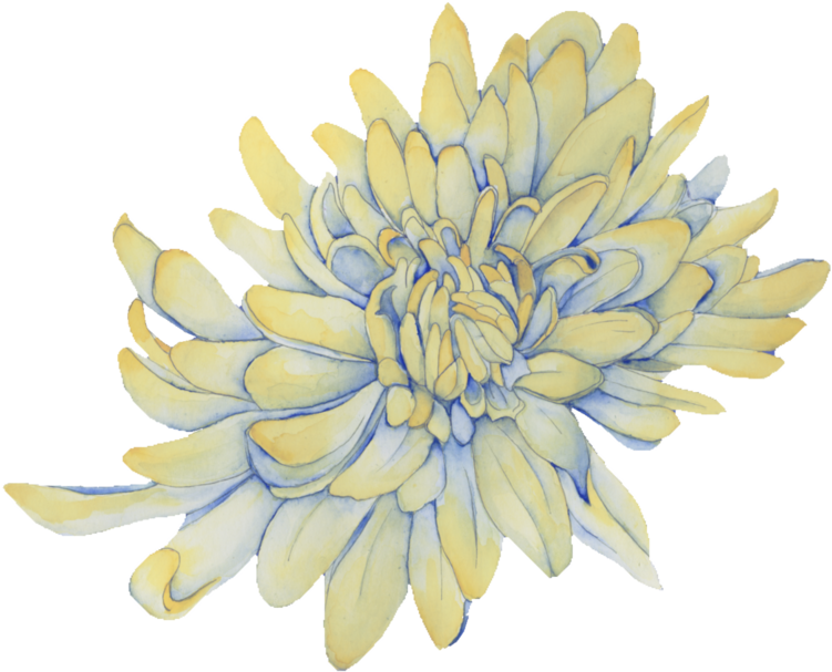 Il crisantemo perduto, illustrazione