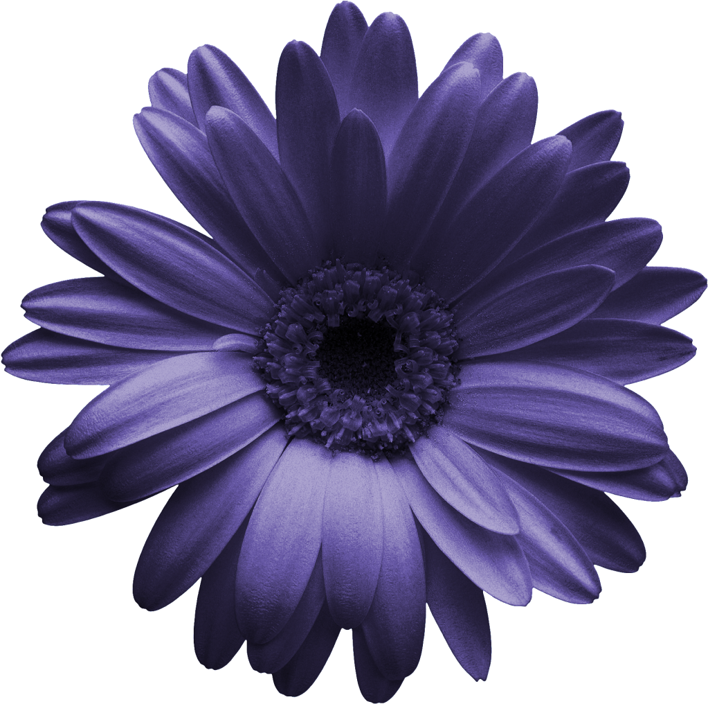 手描きの紫菊