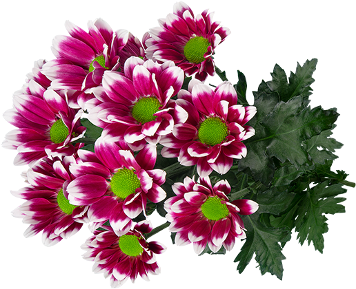 Le bouquet de chrysanthèmes à l'honneur