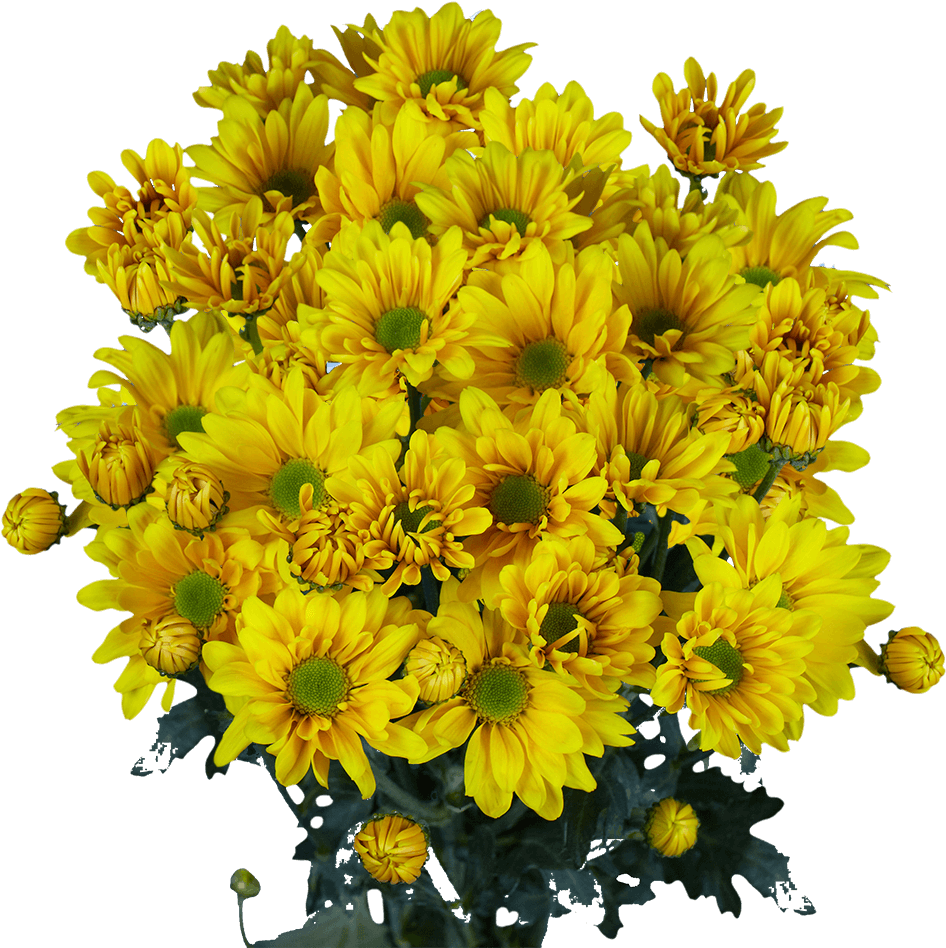 Gelbe Chrysantheme, Gänseblümchenblume, Geburtstags-Hochzeits-Jubiläumsstrauß