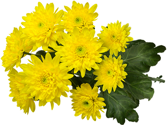 Le bouquet de chrysanthèmes à l'honneur