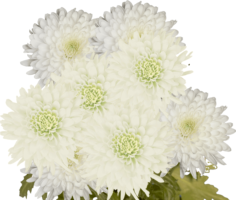 Chrysanthème blanc, anniversaire, mariage, anniversaire, bouquet