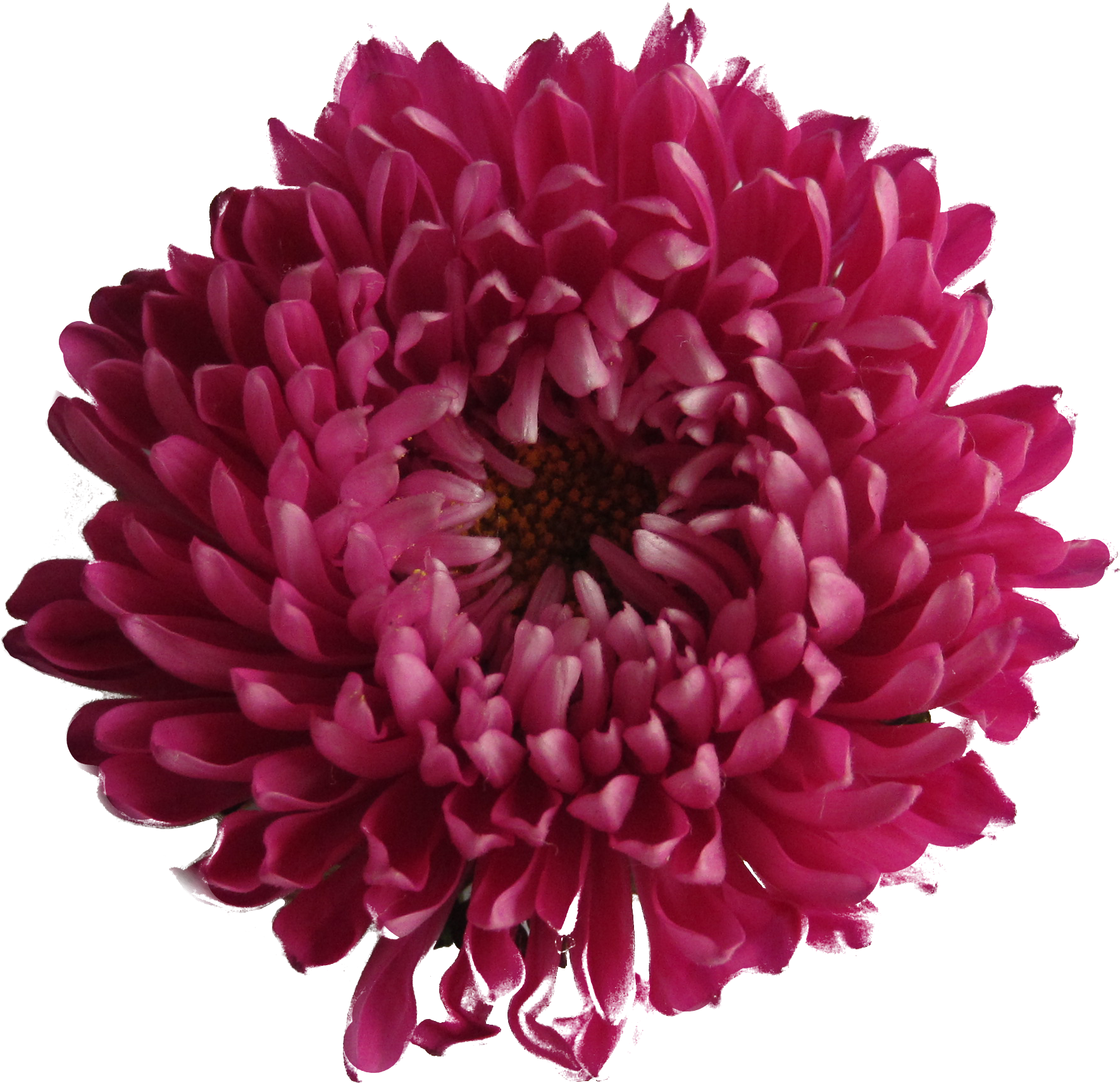 Clipart chrysanthème rose