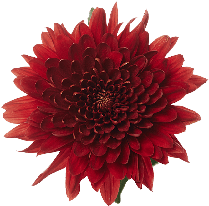 Chrysanthème, Rio Rose, Dahlia rouge