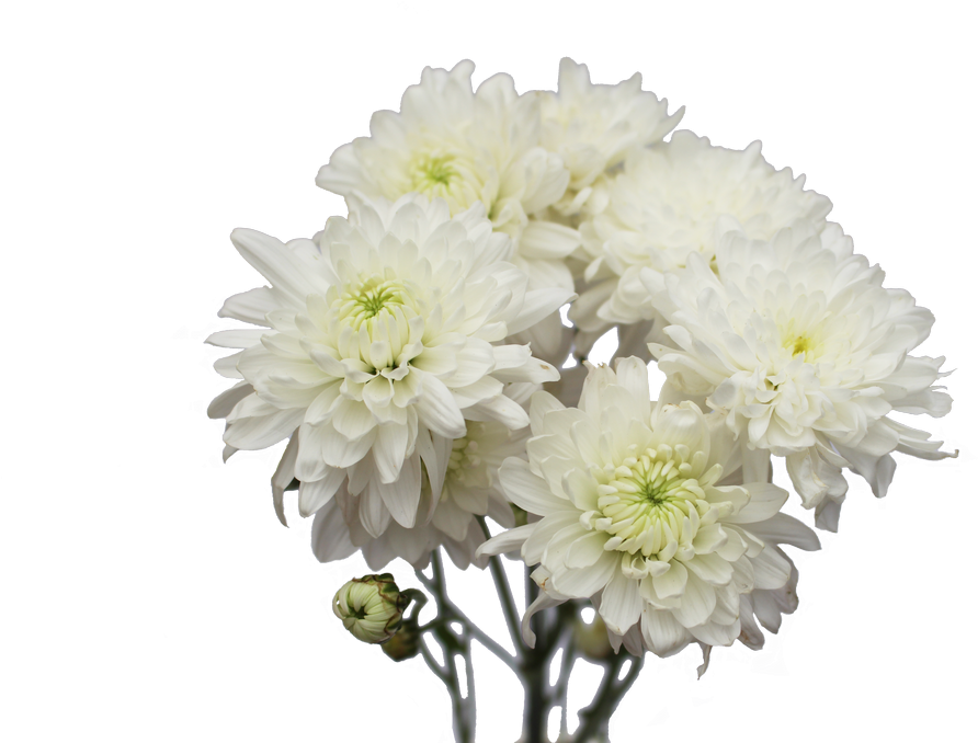 Hoa cúc trắng