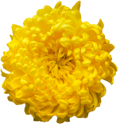 Żółta chryzantema