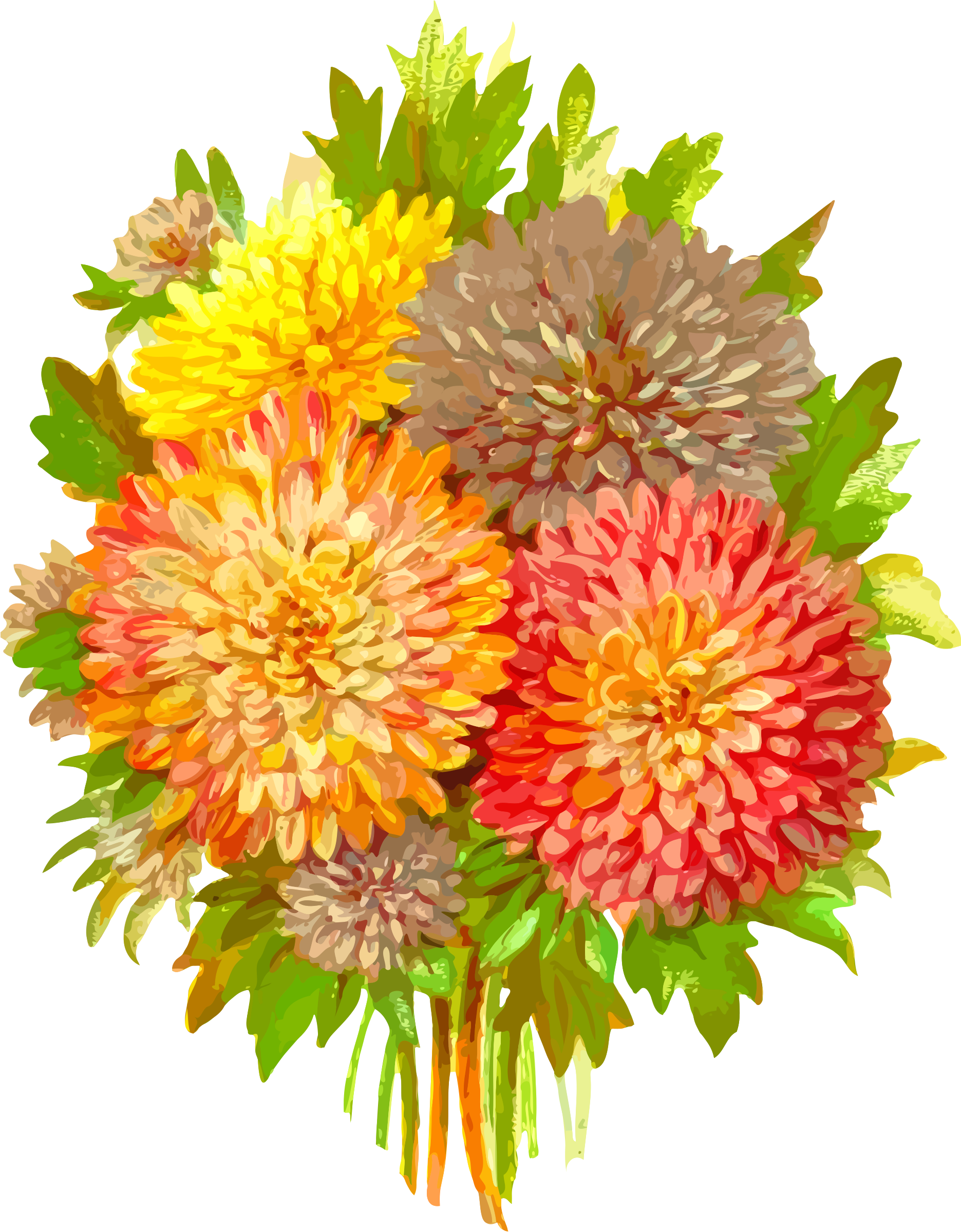 Schöne Chrysantheme Clipart