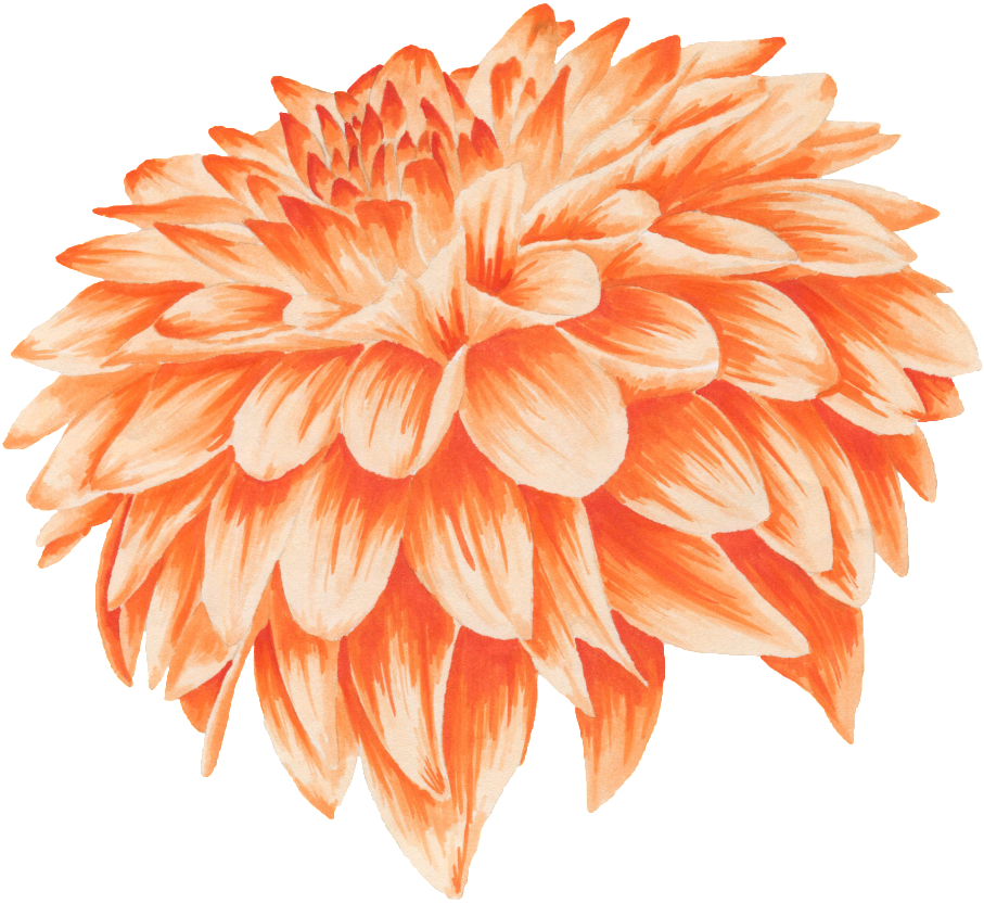 オレンジ色の花びら、水彩菊