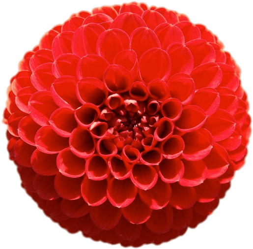 红色绒球菊花、大丽花