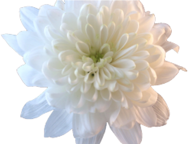 Crisântemos, flores brancas