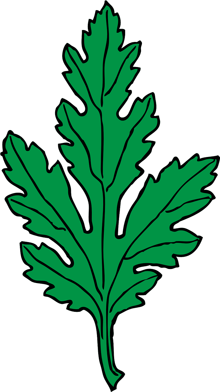 Clip-art de folhas de crisântemo