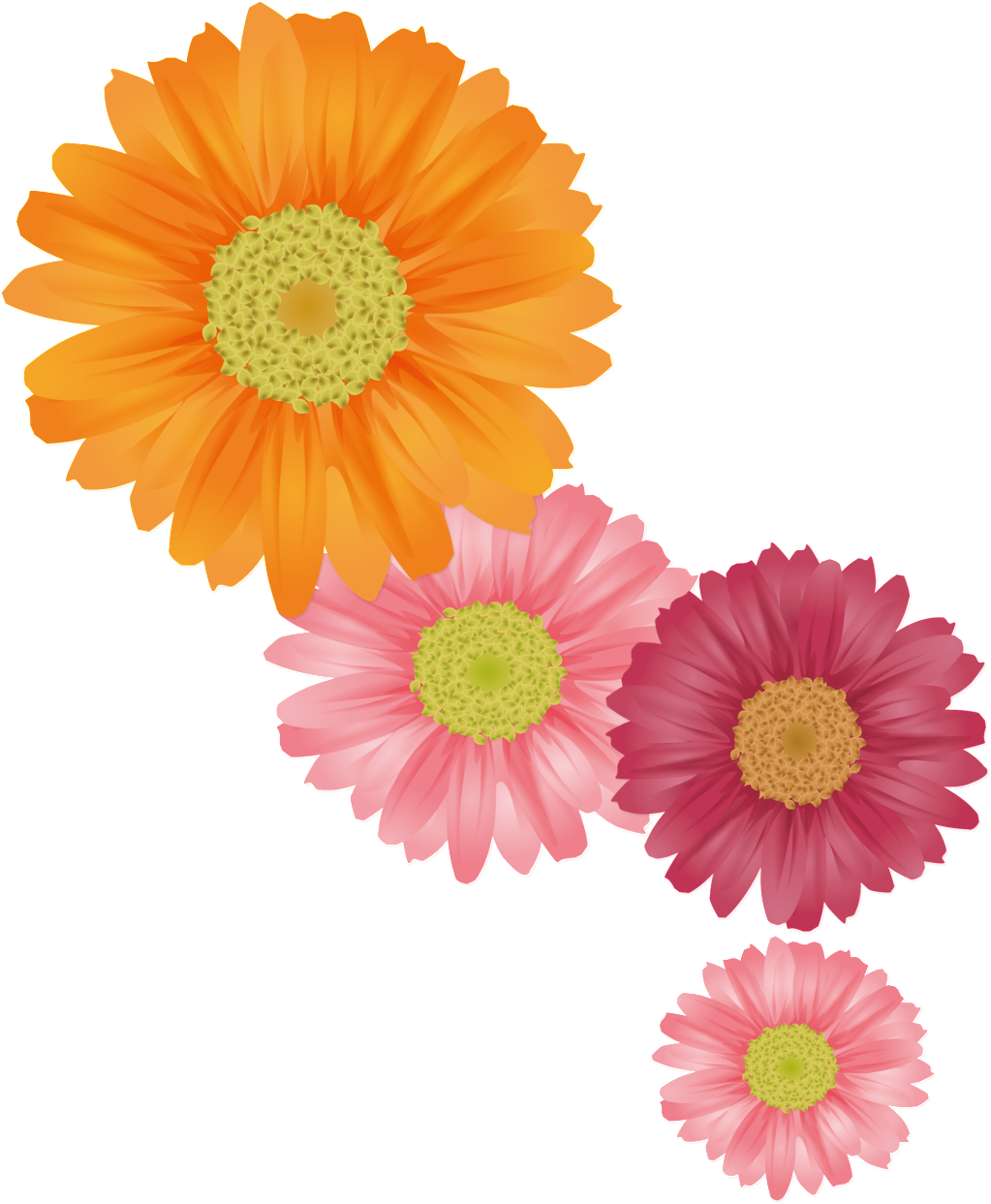 新鮮なオレンジ色の手描きの菊、夏の花