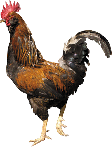 चिकन (मुर्गा)