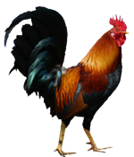 Pollo (gallo)