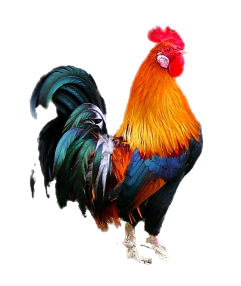 चिकन (मुर्गा)