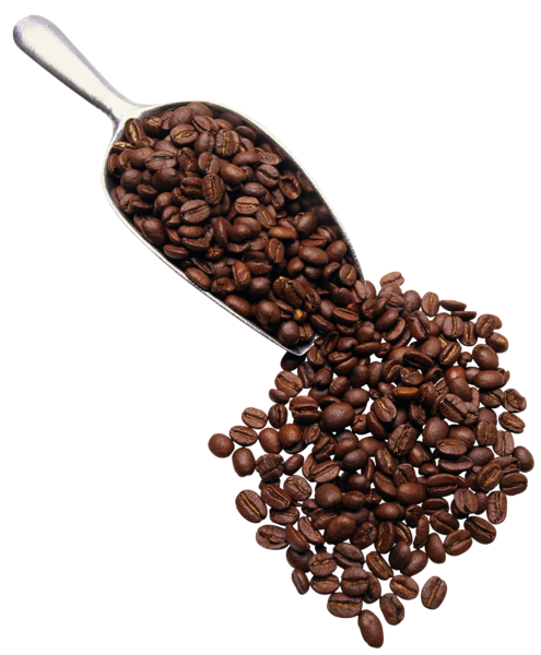 कॉफ़ी के बीज