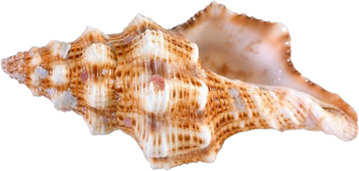 Deniz kabuğu