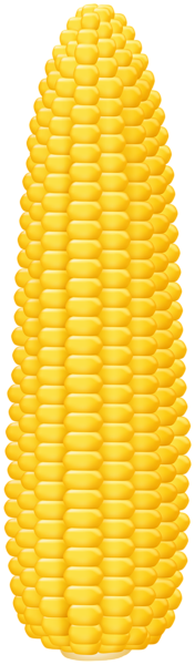 Kukurydza