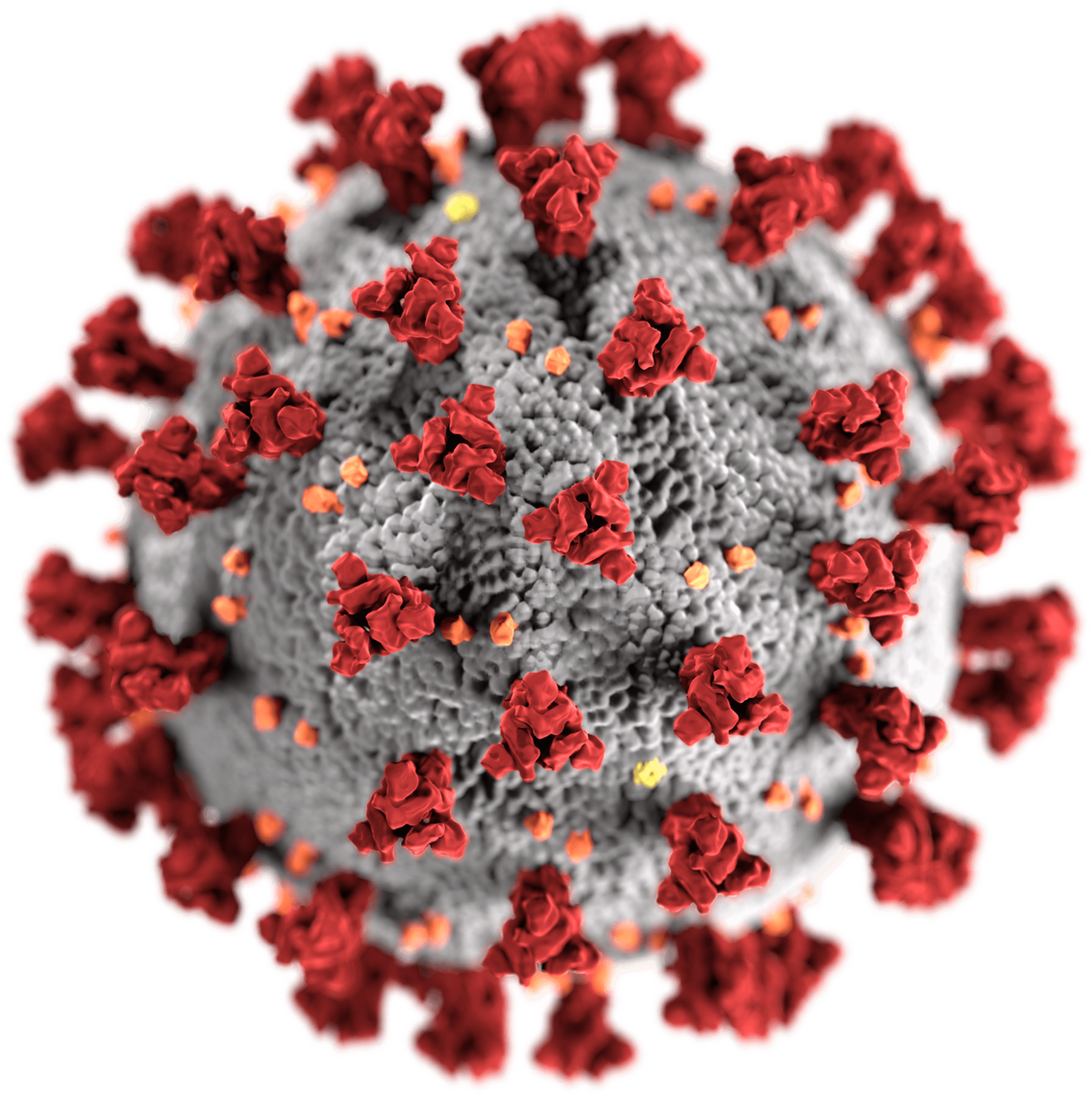 Virus corona