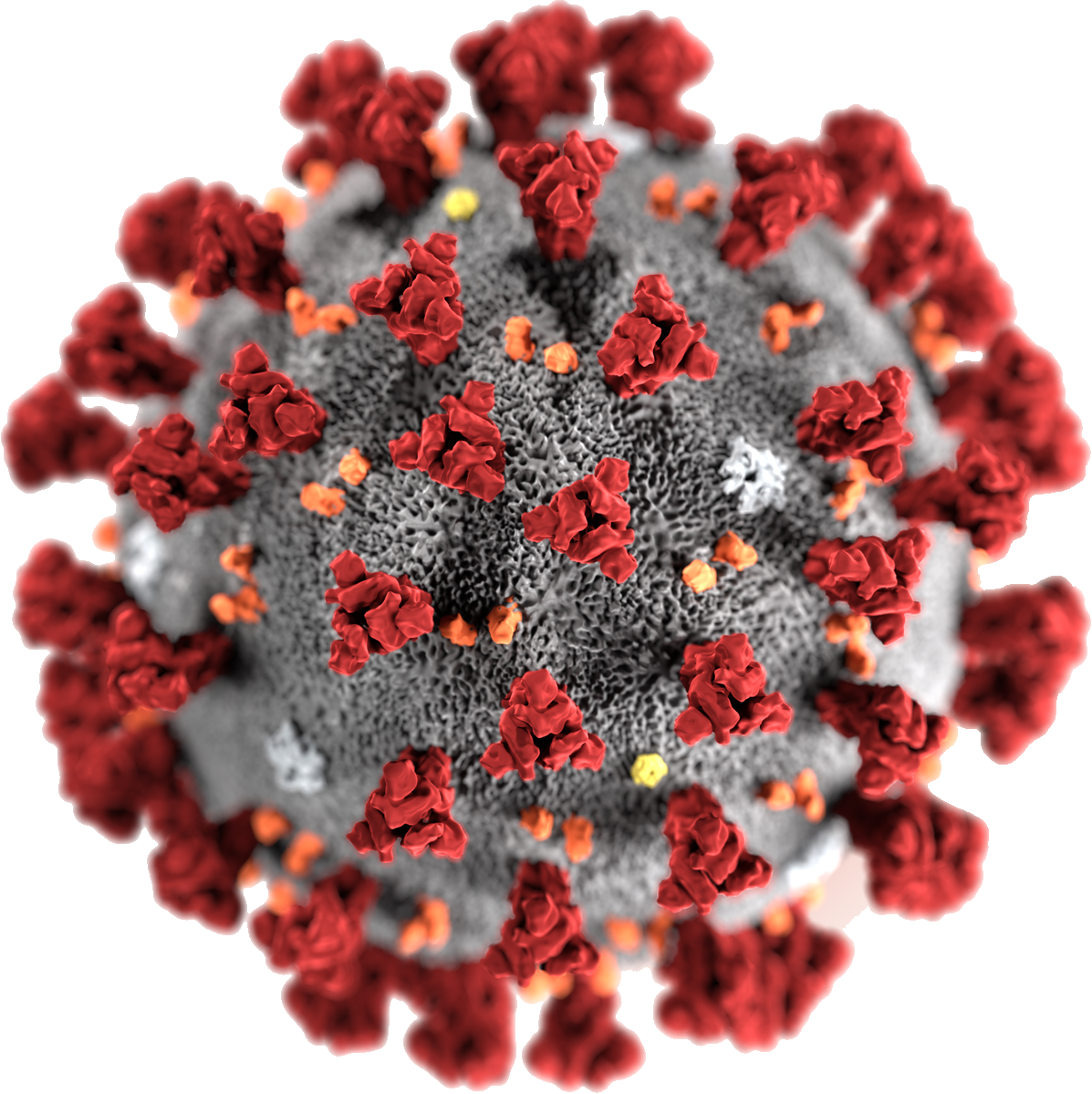 ไวรัสโคโรน่า
