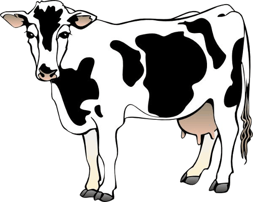 Krowy