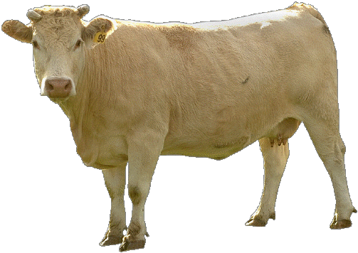 ベージュの牛