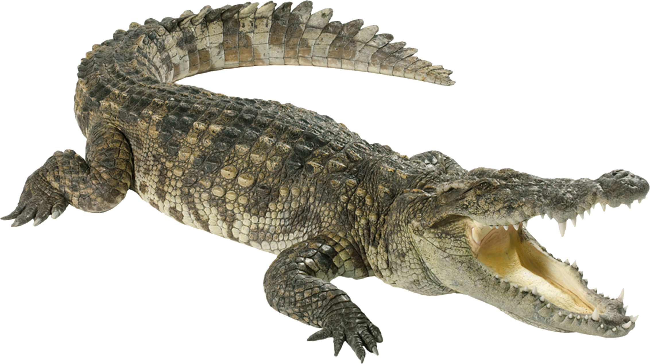 Cá sấu