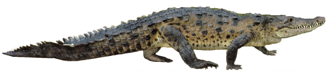 Cá sấu