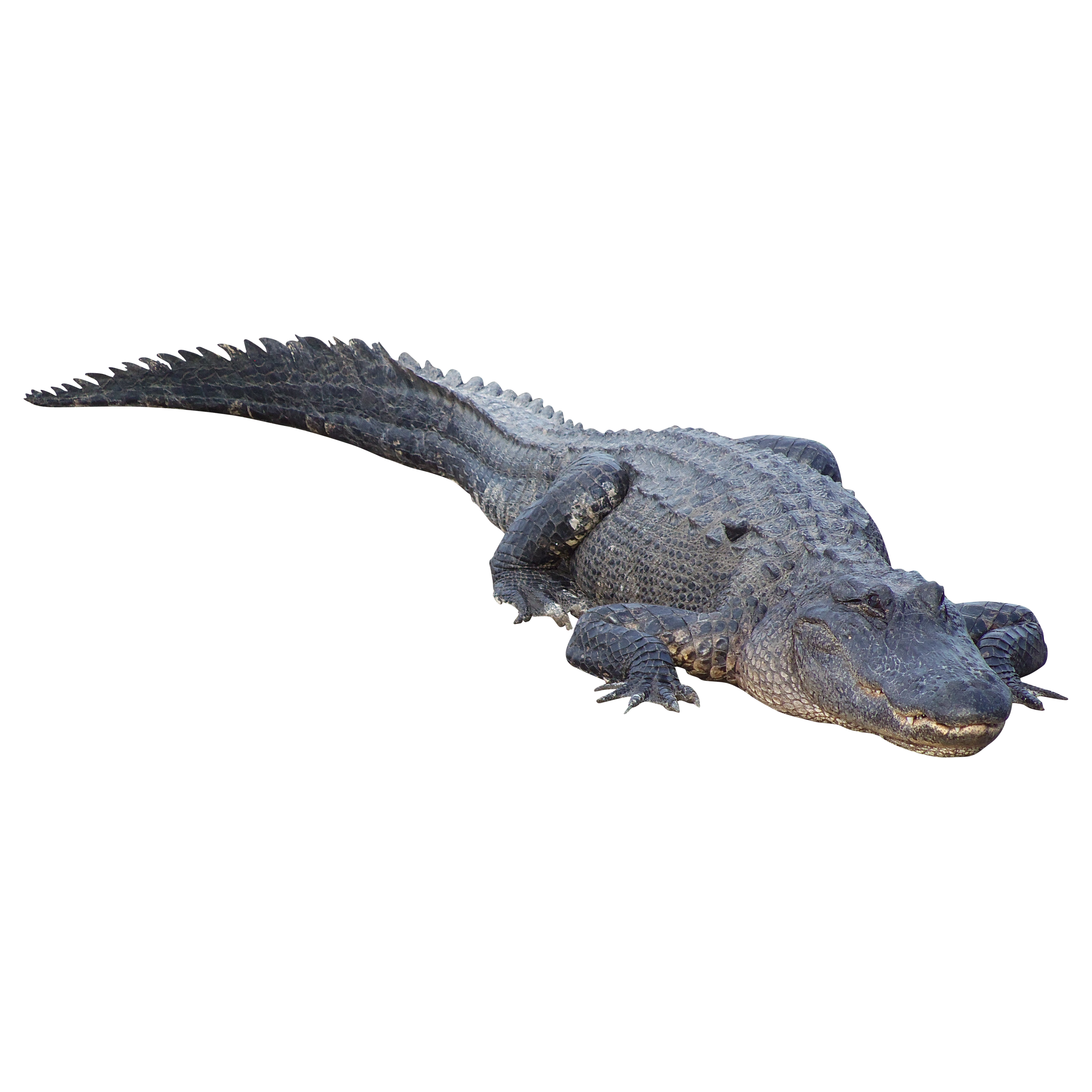 Crocodilo