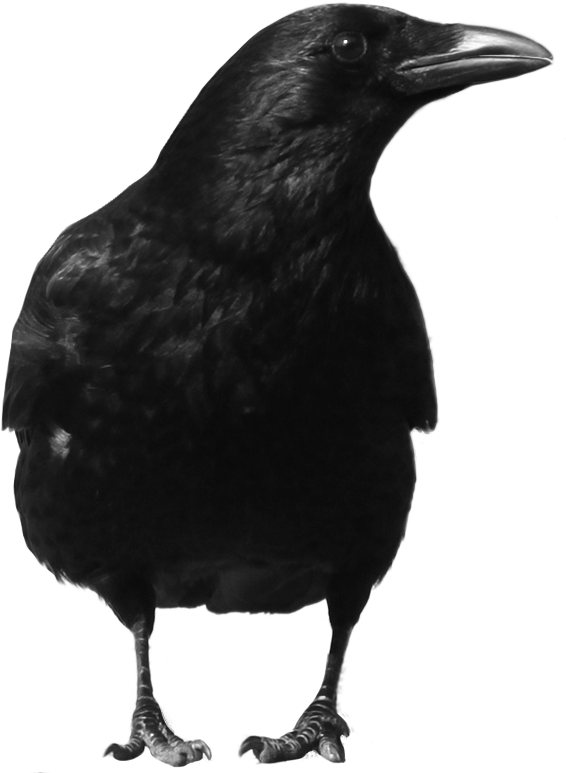 Corvo nero