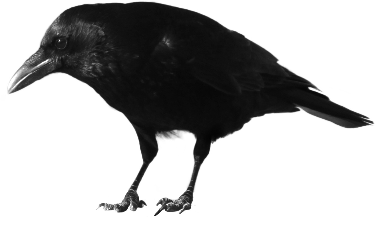Corvo negro