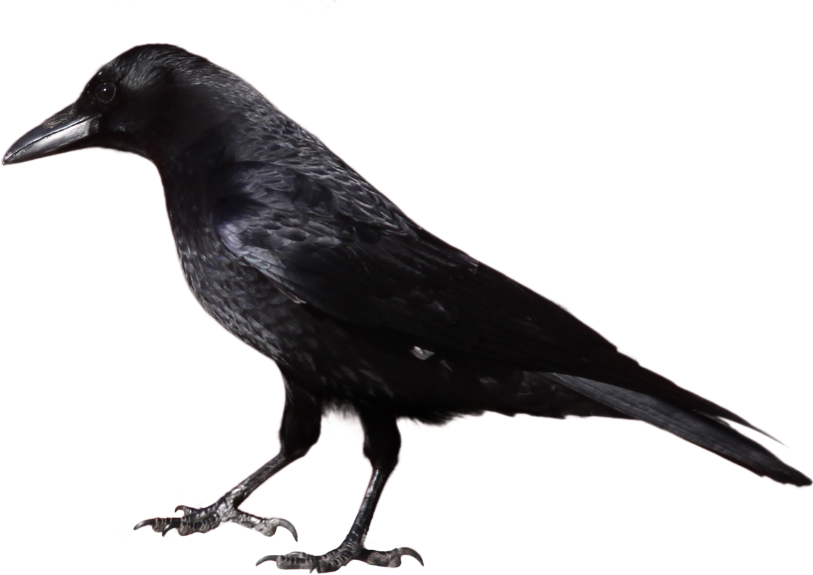Czarna wrona