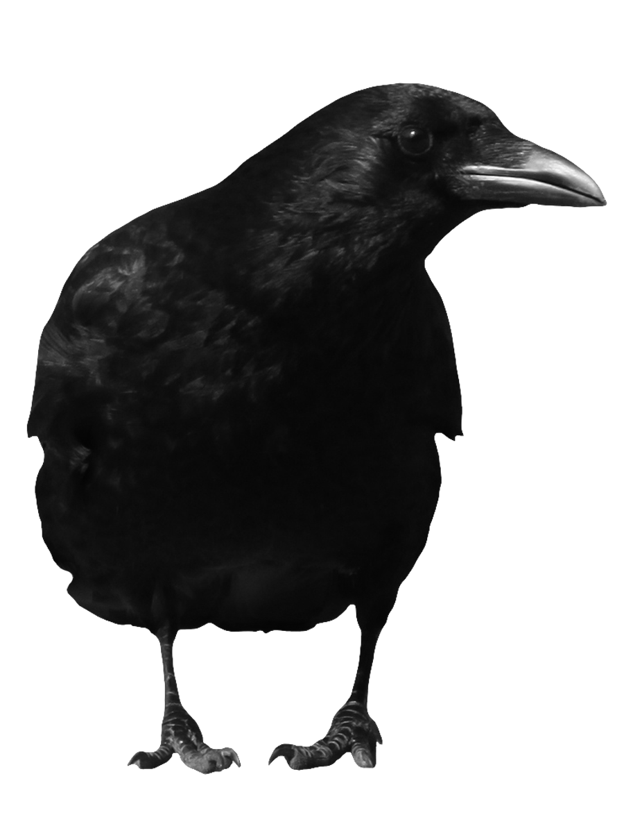 Corvo nero