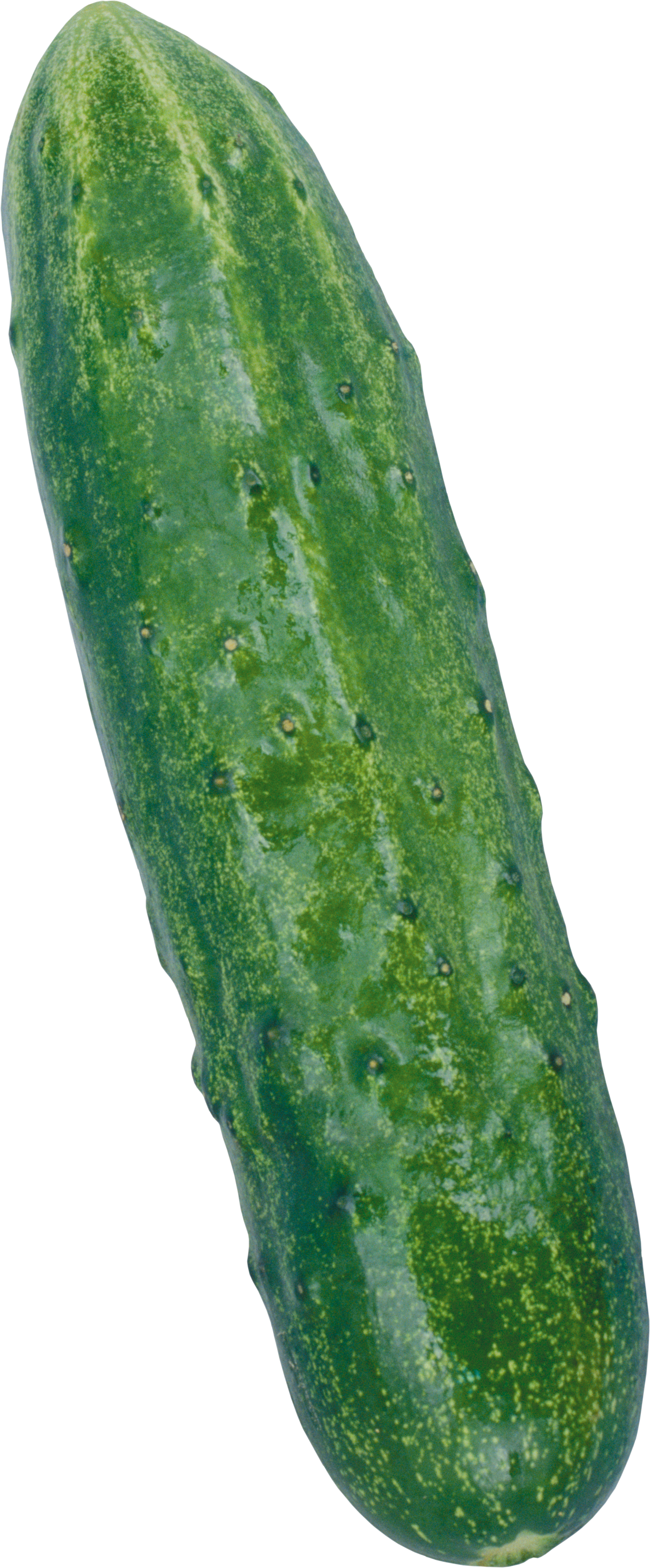 Uzun salatalık