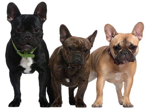 Tre bulldog e cuccioli