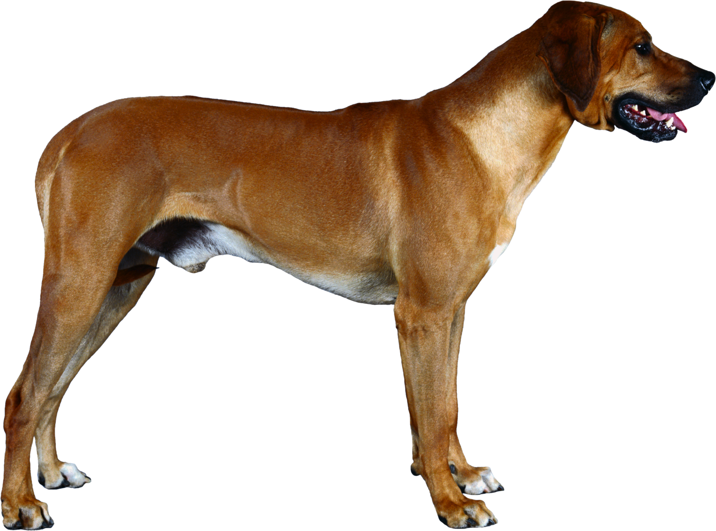 Portugiesischer Vorstehhund