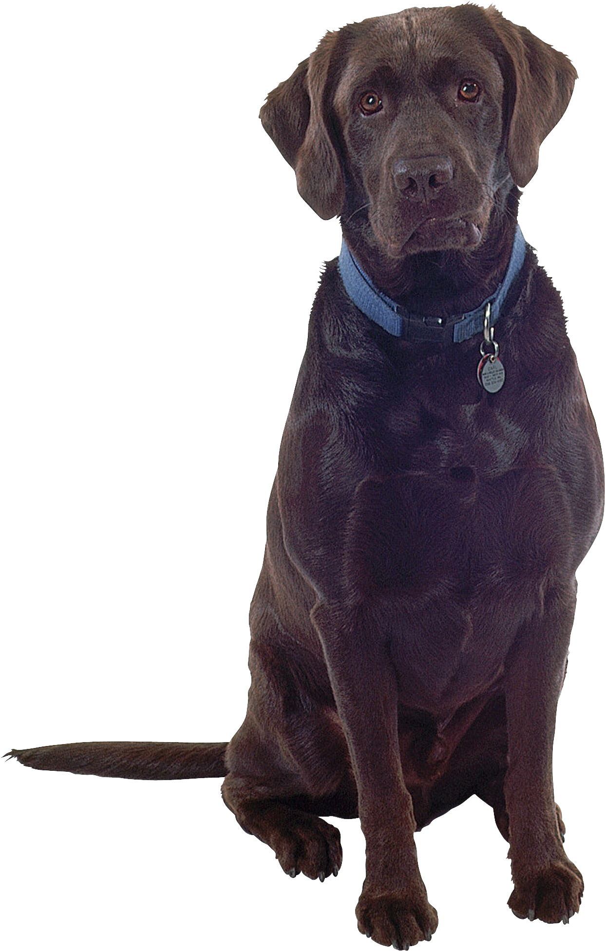 Schwarzer Labrador Retriever, Hund