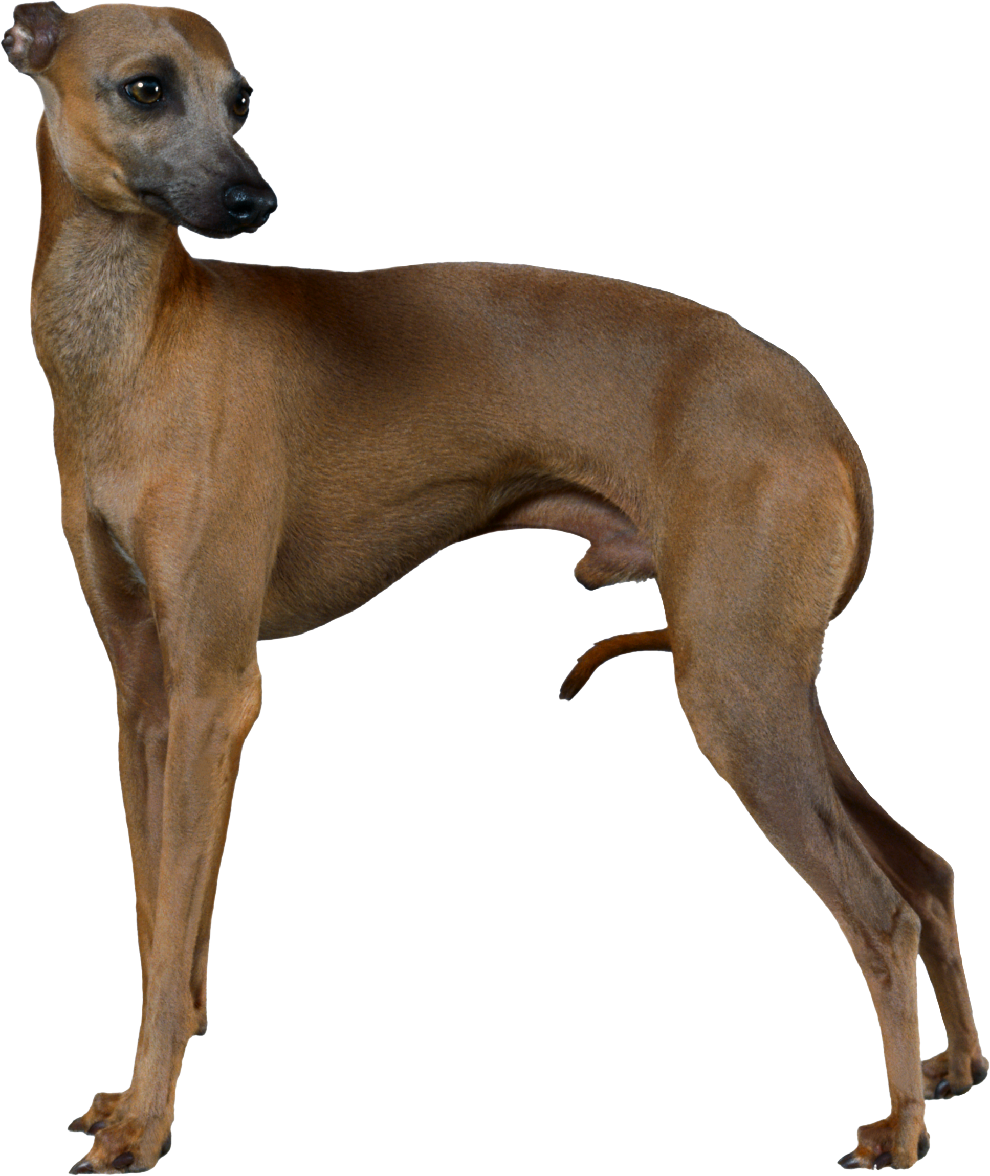 Greyhound Italia, anjing