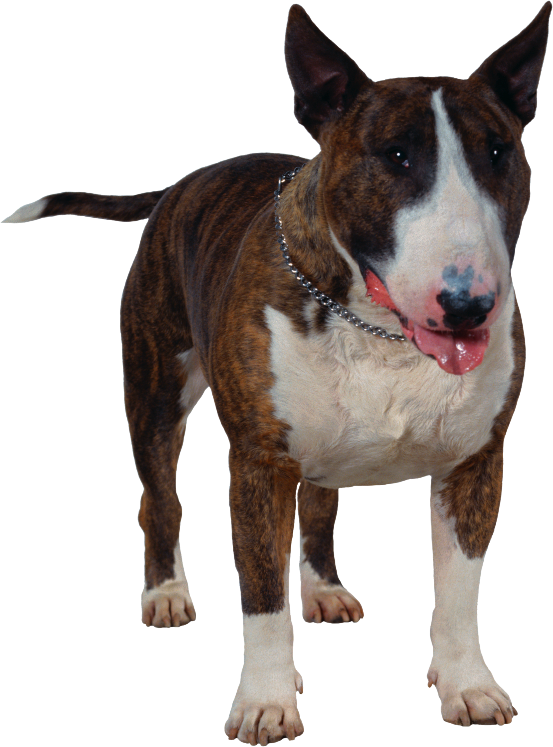 Anjing, Stafford Bull Terrier