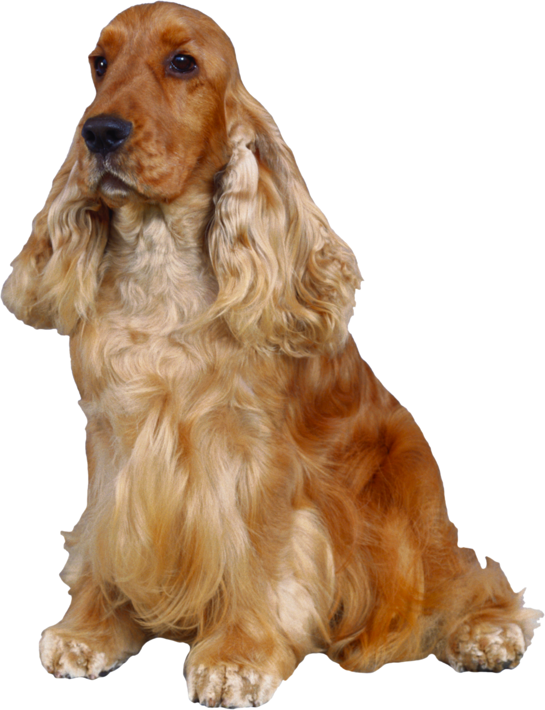 コッカースパニエル、大きな耳を持つ長髪の犬
