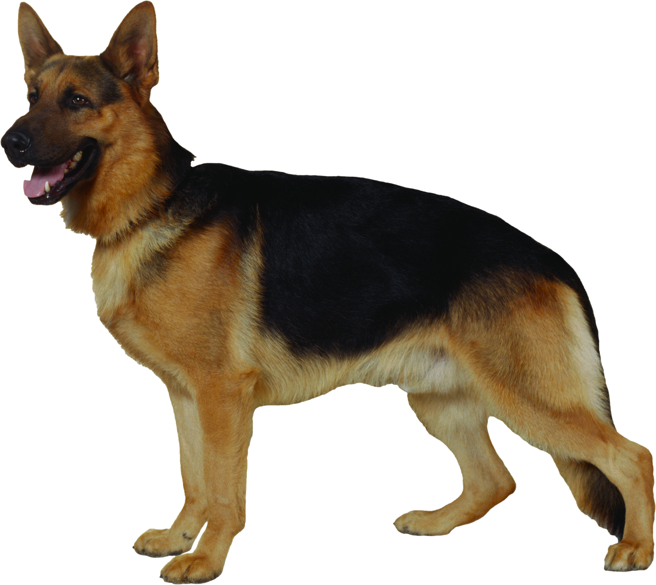 German Shepherd / German Shepherd, Wolfdog