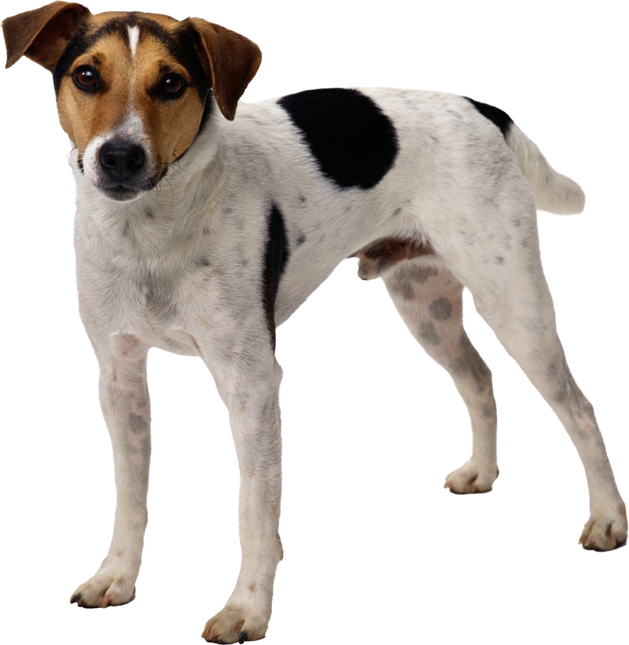 Cavalier Bichon Frise, Beyaz ve Siyah Süt Köpeği