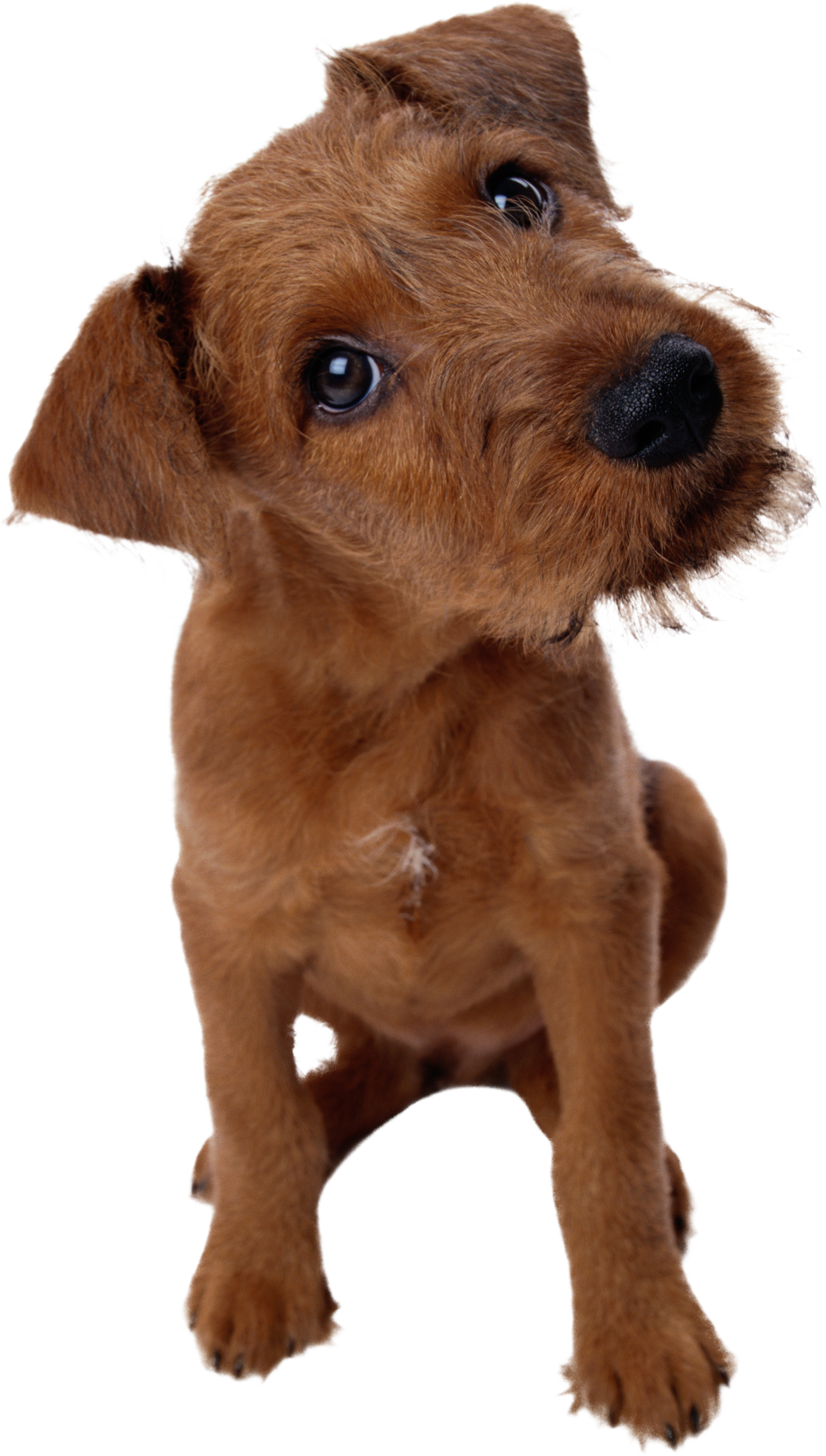 Irish terrier, cane carino
