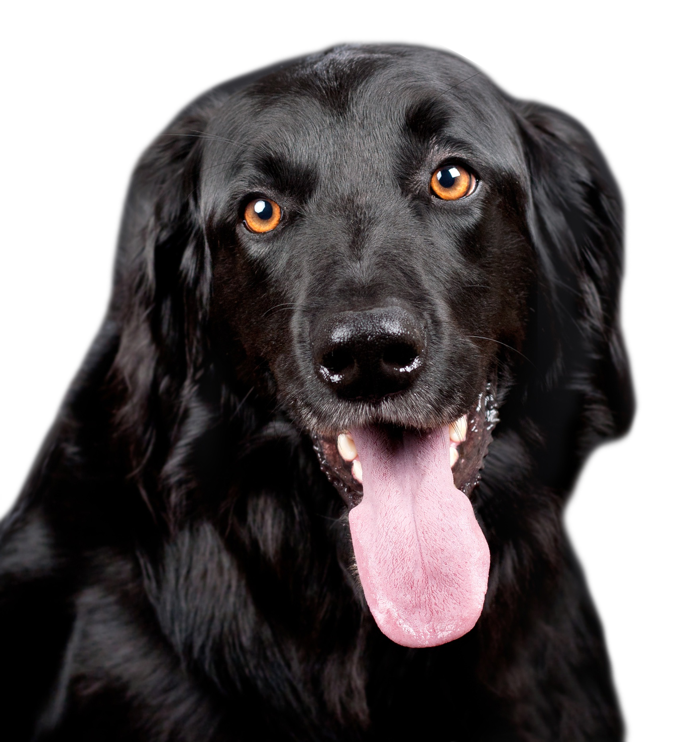 Cão de pêlo preto, cão de passeio de pêlo achatado