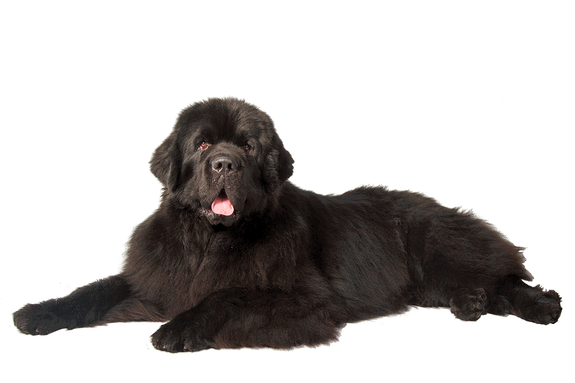 Czarny pies, pies nowofundlandzki