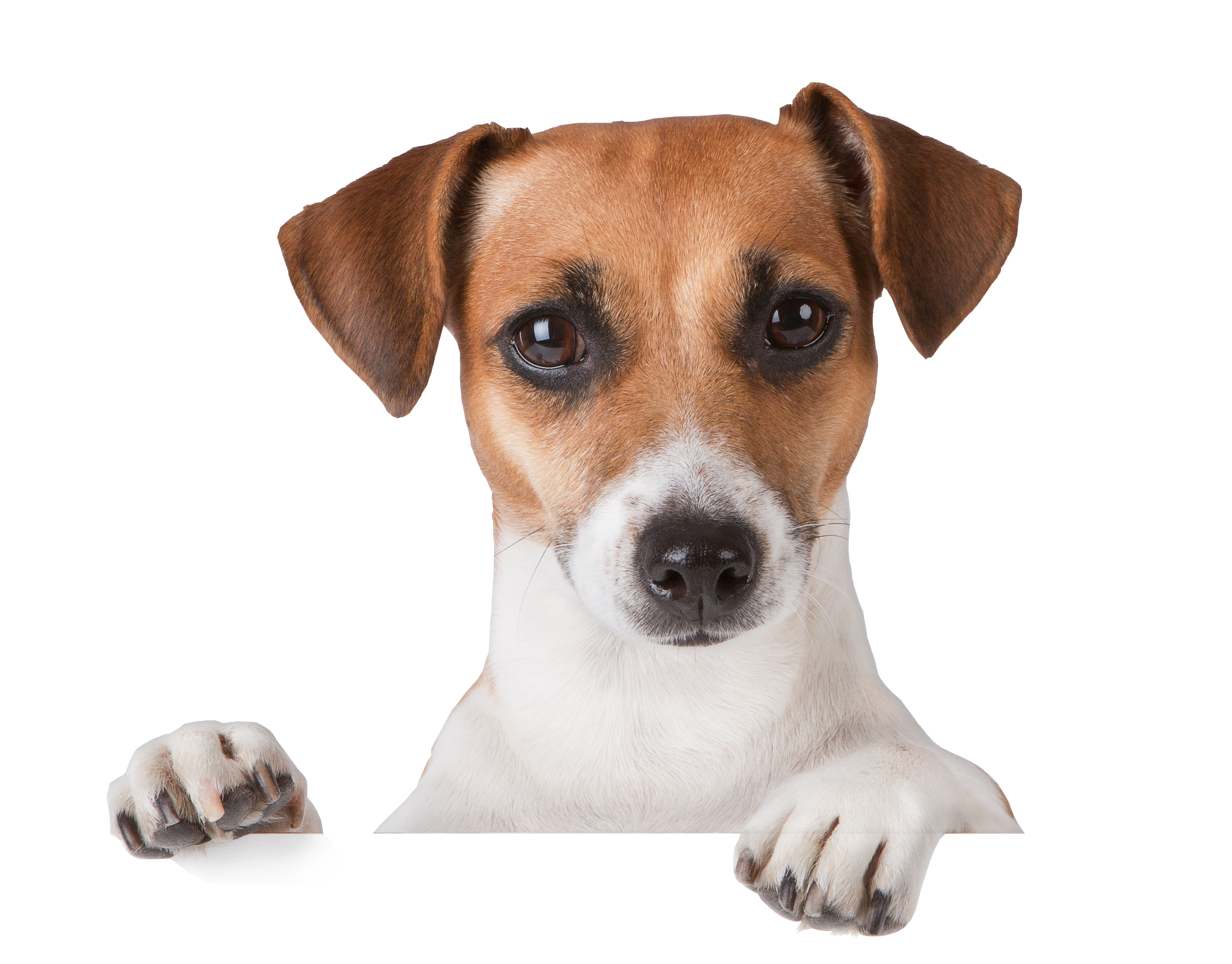 Hund, Jack Russell Terrier