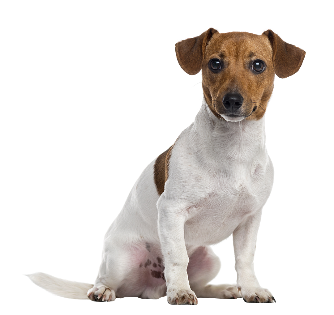 Chien, Jack Russell Terrier