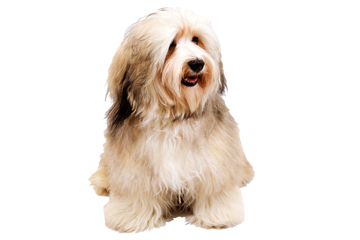 लंबे बालों वाला कुत्ता