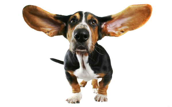 Pies z otwartymi uszami